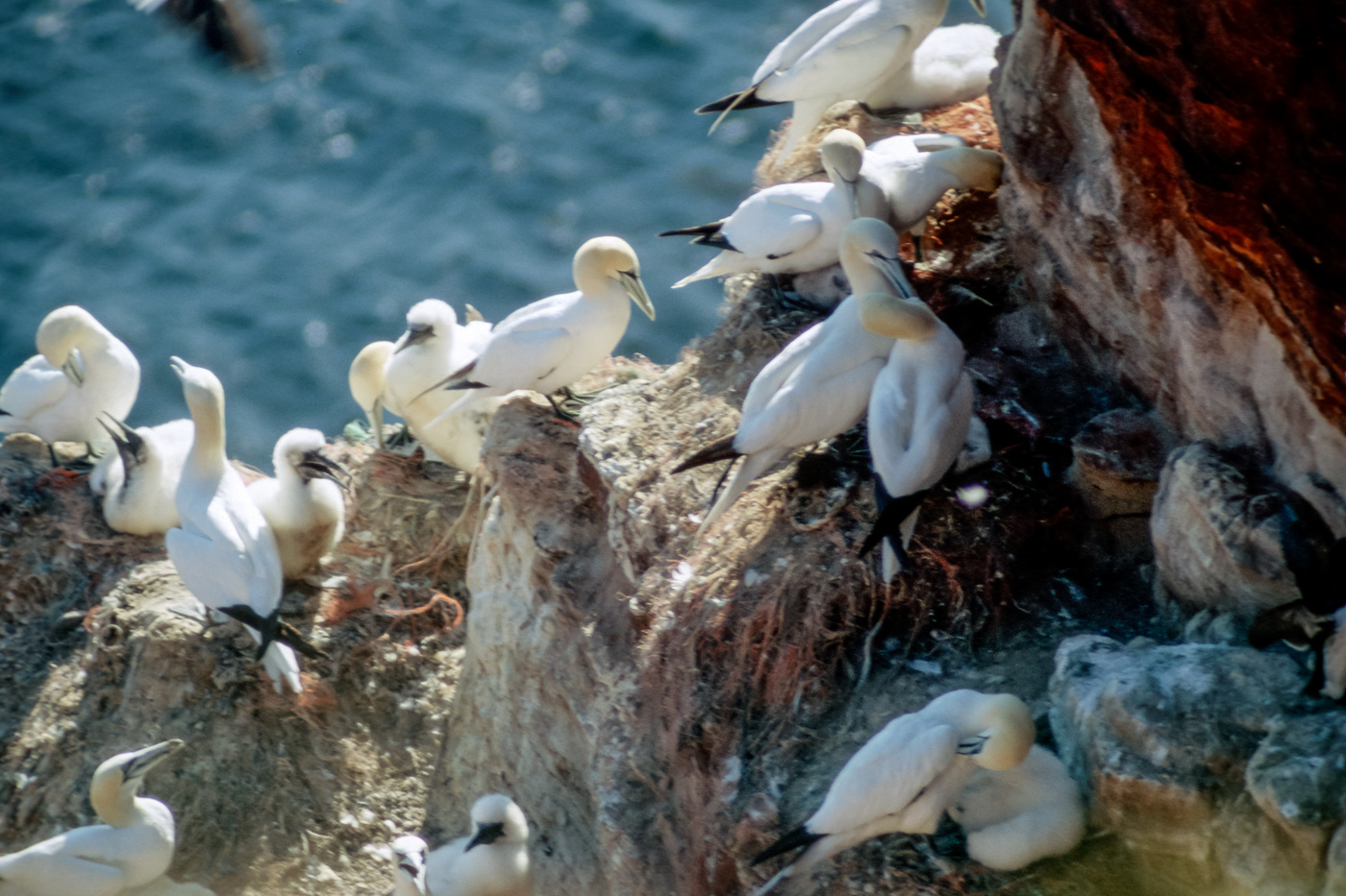 Während des Vogelzugs im Frühling und Herbst nutzen Scharen von Zugvögeln die Insel als Rastplatz
